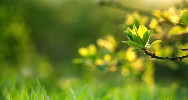 Färska Gröna Blad Våren Bakgrund Banner Nytt Liv Och Natur — Stockfoto