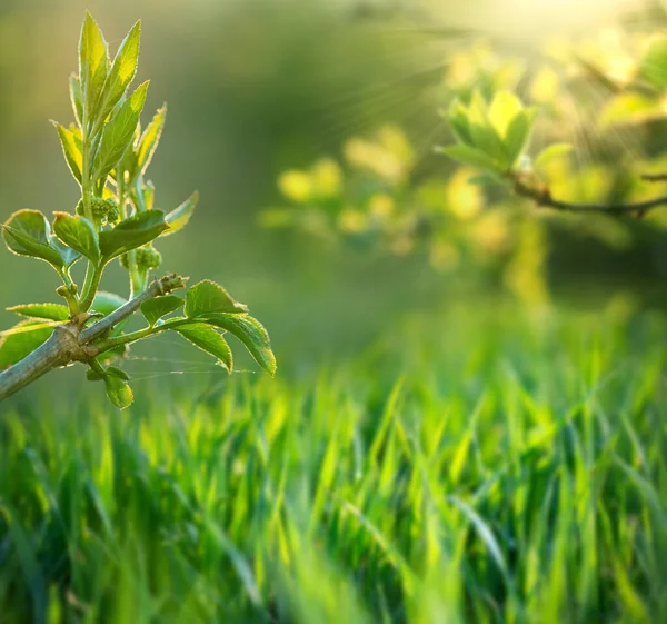 Färska Gröna Blad Våren Bakgrund Banner Nytt Liv Och Natur — Stockfoto