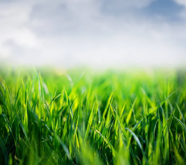 Fresh Green Grass Spring Background Banner New Life Nature Concept — Stock Photo, Image