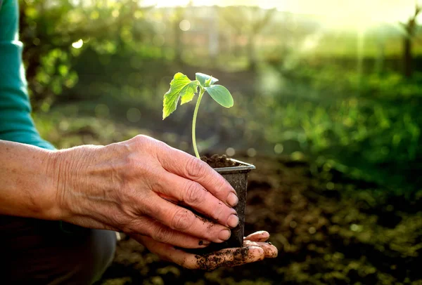 Mão Segurando Jardinagem Primavera Plântulas Verde — Fotografia de Stock