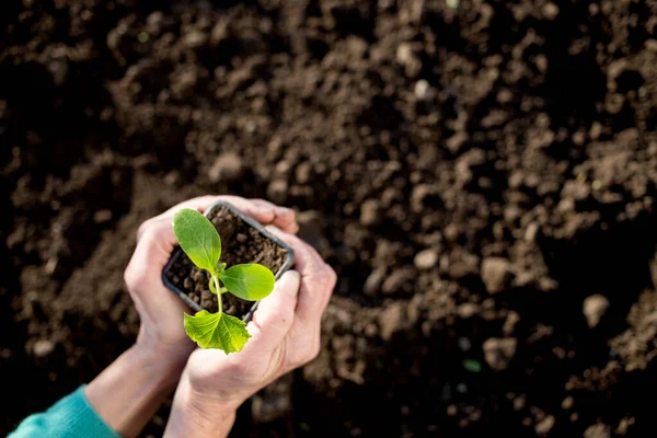 Mão Segurando Jardinagem Primavera Plântulas Verde — Fotografia de Stock