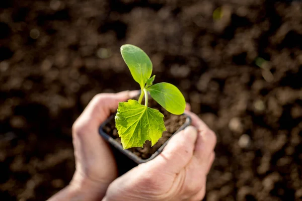 Hand Holding Green Seedling Spring Gardening — Stock Photo, Image