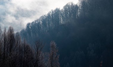 Eski moda hippi tarzında köknar ormanı olan puslu bir manzara.