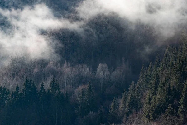 Paesaggio Nebbioso Con Foresta Abeti Stile Retrò Vintage Hipster — Foto Stock