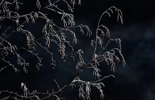 冬に湖で凍った枯れ木 — ストック写真