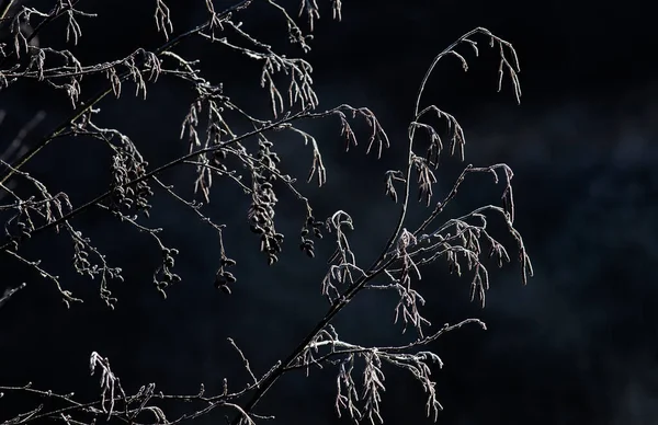 Alberi Morti Congelati Lago Inverno — Foto Stock