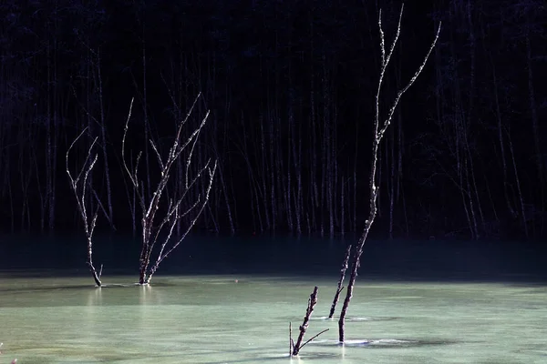 Zmrazené Mrtvé Stromy Jezeře Zimě — Stock fotografie