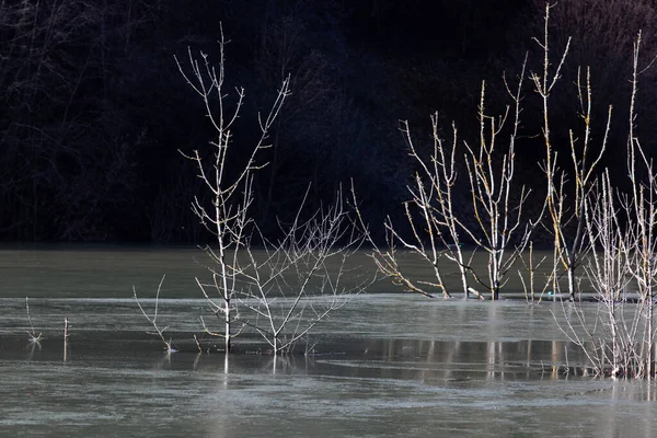 Bevroren Dode Bomen Een Meer Winter — Stockfoto