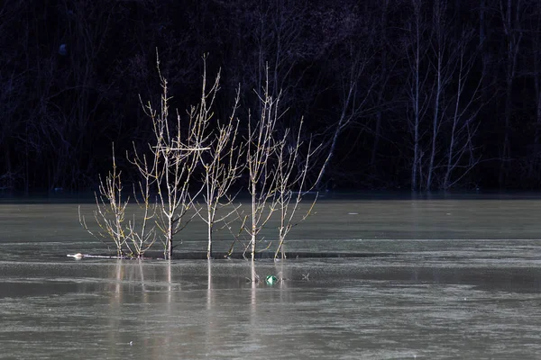 Árboles Muertos Congelados Lago Invierno — Foto de Stock
