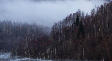 Eski moda hippi tarzında köknar ormanı olan puslu bir manzara.