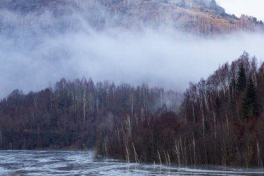 Eski moda hippi tarzında köknar ormanı olan puslu bir manzara.