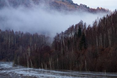 Eski moda hippi tarzında köknar ormanı olan puslu bir manzara.