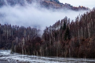 Eski moda hippi tarzında köknar ormanı olan puslu bir manzara.