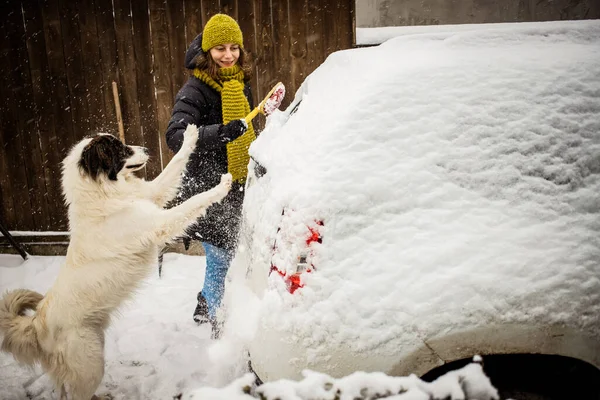 Kobieta Sprzątanie Śniegu Samochodu Zamieci Pies Gra — Zdjęcie stockowe