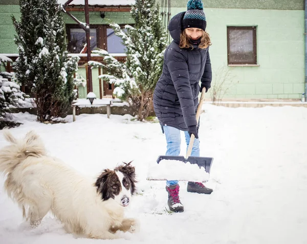 Kürekle Kar Temizleyen Beyaz Köpek Oynayan Bir Kadın Kış Küreme — Stok fotoğraf