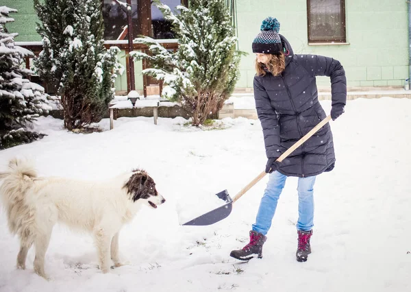 Kobieta Łopatą Czyszczenia Śniegu Biały Pies Bawi Zimowa Łopata Usuwanie — Zdjęcie stockowe