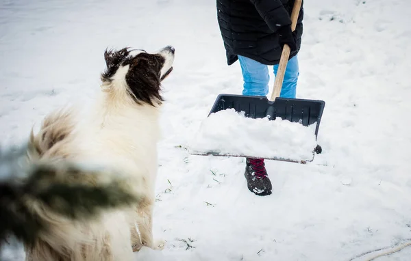 Kürekle Kar Temizleyen Beyaz Köpek Oynayan Bir Kadın Kış Küreme — Stok fotoğraf