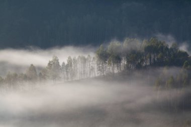 Dağlardaki sisli yaz manzarası, Salciua, Romanya