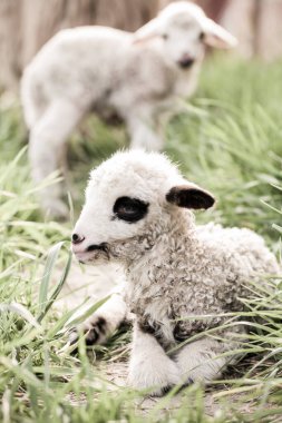 Yeşil çimenlikte yeni doğmuş kuzu