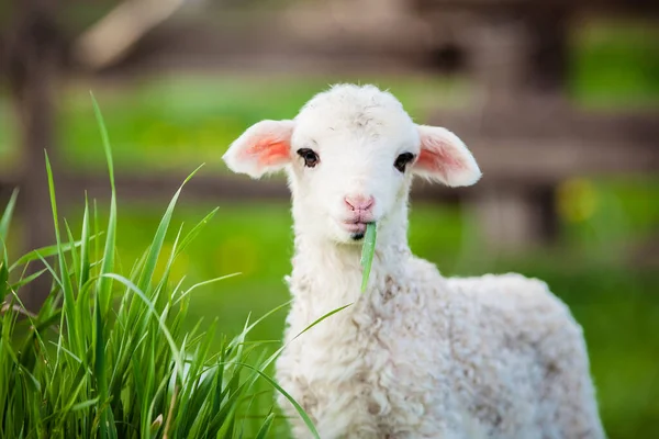 Portret Van Schattig Lammetje Grazen Groene Lente Weide — Stockfoto