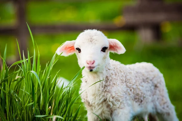 Porträt Des Niedlichen Kleinen Lammes Das Auf Der Grünen Frühlingswiese — Stockfoto
