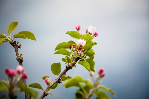 春のりんごの木 — ストック写真