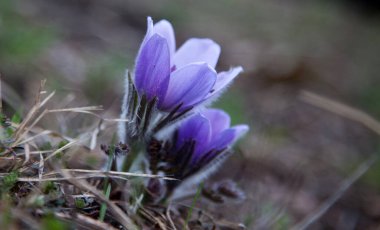 İlkbaharda güzel pulsatilla çiçekleri