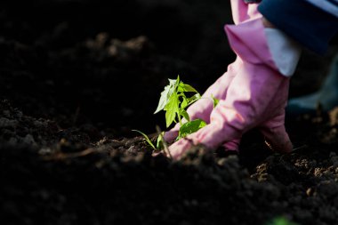 İlkbaharda fidanlar eken kadın - organik sağlıklı yiyecekler