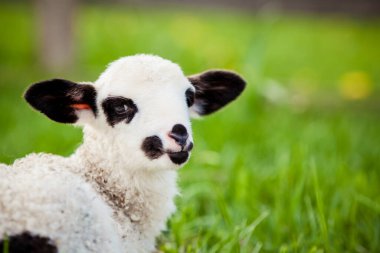 Yeşil çayırlarda otlayan küçük kuzunun portresi.