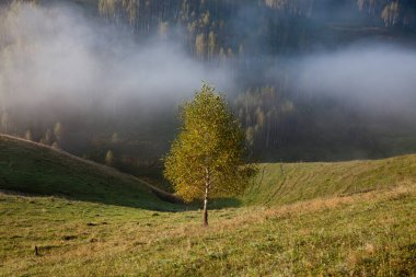 Dağlardaki sisli yaz manzarası, Salciua, Romanya