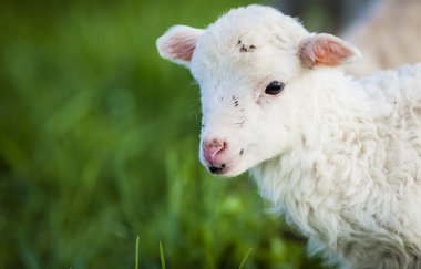 Yeşil çayırlarda otlayan küçük kuzunun portresi.