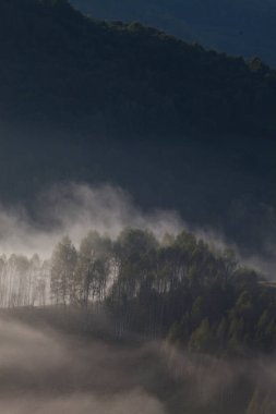 Dağlardaki sisli yaz manzarası, Salciua, Romanya