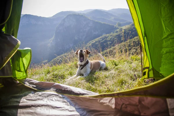 Acampar Com Cão Terrier Bonito Nas Montanhas — Fotografia de Stock
