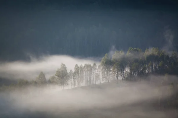 山の霧の夏の風景 サルシア ルーマニア — ストック写真