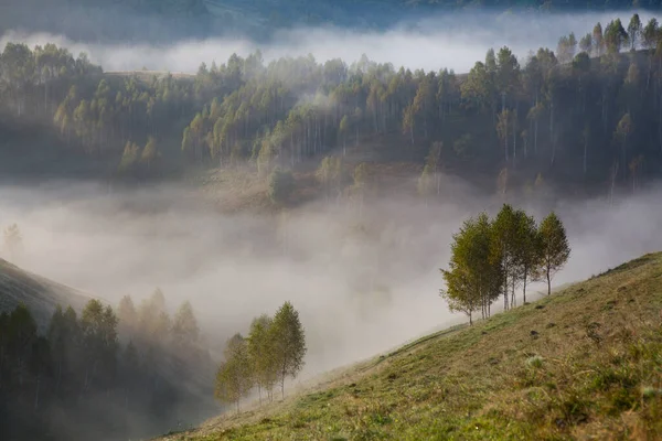 Nebbioso Paesaggio Estivo Montagna Salciua Romania — Foto Stock