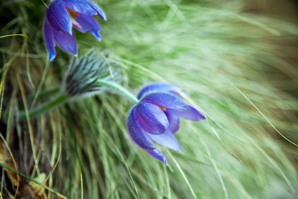 Mooie Pulsatilla Bloemen Het Voorjaar — Stockfoto