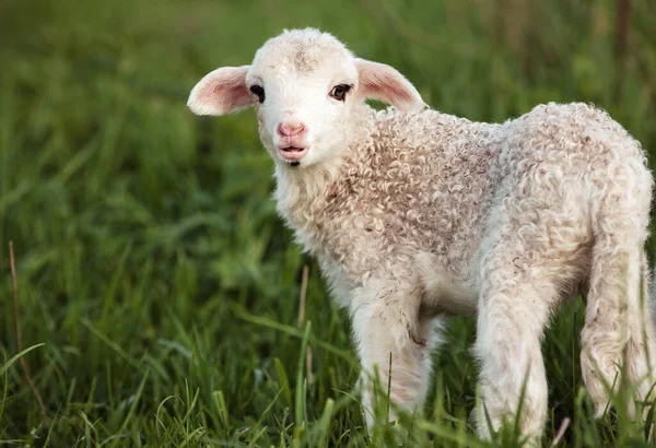 Portrait Cute Little Lamb Grazing Green Spring Meadow — Stock Photo, Image