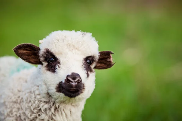 Portret Van Schattig Lammetje Grazen Groene Lente Weide — Stockfoto