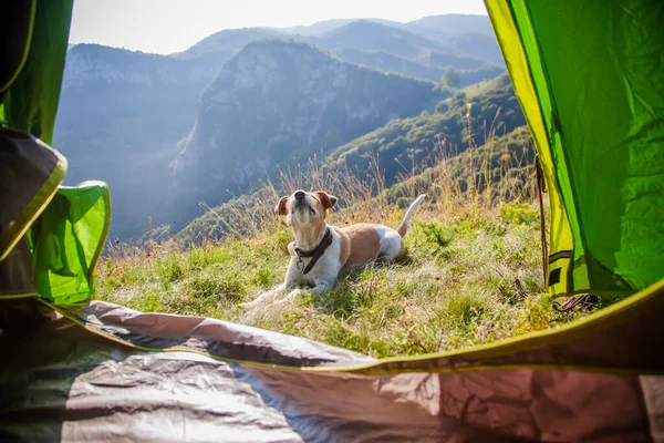 Camping Met Schattige Terriër Hond Bergen — Stockfoto