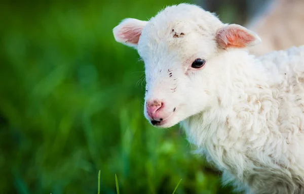 Porträt Des Niedlichen Kleinen Lammes Das Auf Der Grünen Frühlingswiese — Stockfoto