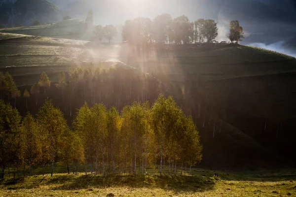 Dimmigt Sommarlandskap Bergen Salciua Rumänien — Stockfoto