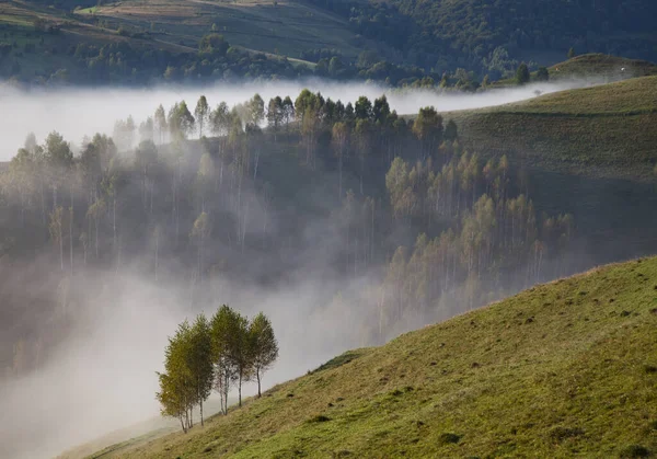 Mistig Zomerlandschap Bergen Salciua Roemenië — Stockfoto