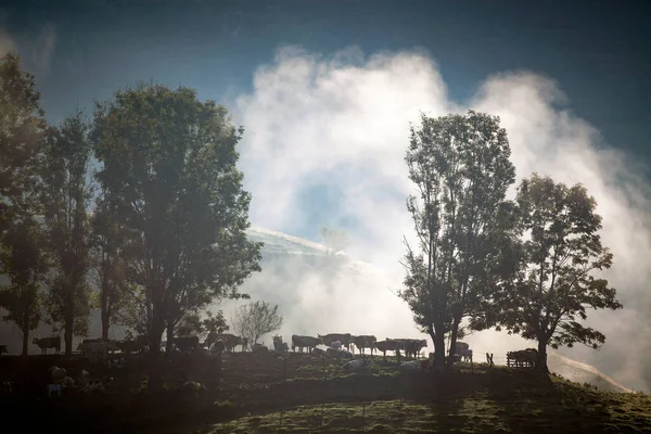 Foggy Summer Landscape Mountains Salciua Romania — Stock Photo, Image