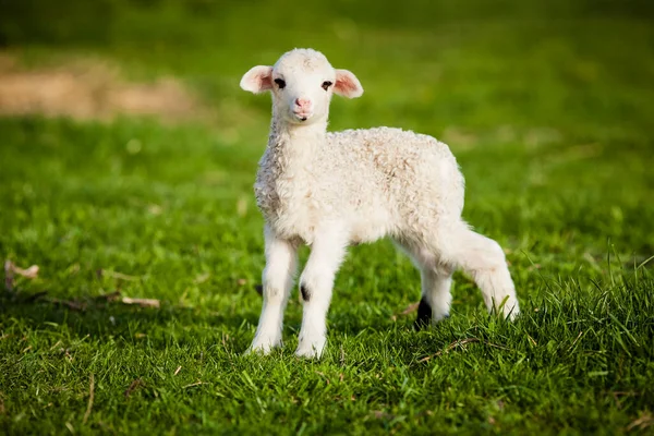 緑の春の牧草地で可愛い子羊の放牧の肖像画 — ストック写真