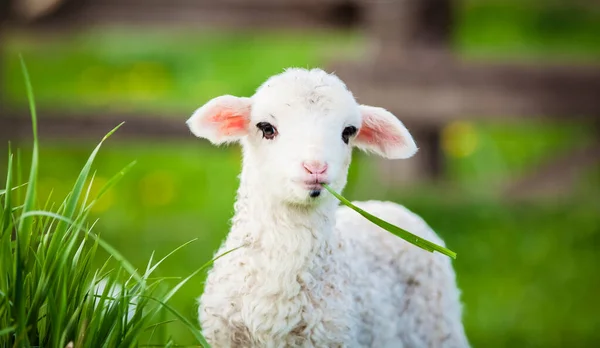 Porträt Des Niedlichen Kleinen Lammes Das Auf Der Grünen Frühlingswiese — Stockfoto