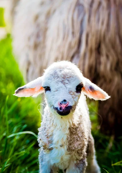 Pasgeboren Lam Groen Gras — Stockfoto