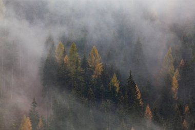 Sabahları ağaçlarla kaplı sisli bir orman