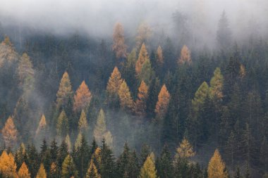 Sabahları ağaçlarla kaplı sisli bir orman