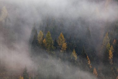 Sabahları ağaçlarla kaplı sisli bir orman