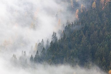 Sabahları ağaçlarla kaplı sisli bir orman